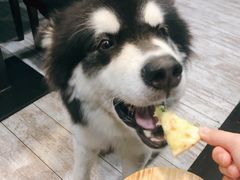 -百好乐宠物友好餐厅(朝外大街店)