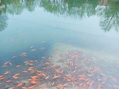 -黄村公园