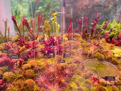 -中国科学院西双版纳热带植物园
