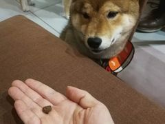 -柴务处·柴犬主题狗咖