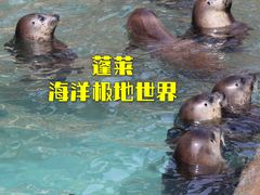-蓬莱欧乐堡海洋极地世界