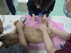 -北京观赏动物医院·24小时大型综合·猫专科·异宠专科