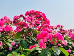 -上海滨江森林公园