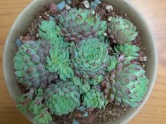 -双季花艺园艺市场(浦东店)