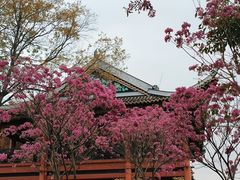 -顺峰山公园