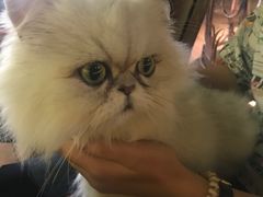 -more than meow吴止猫主题餐厅(承德 中船汇店)