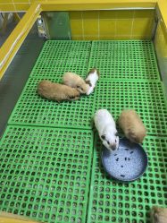-神奇动物撸宠馆·羊驼·小浣熊·异宠(豫园店)