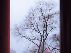 -梅花山(明孝陵内)