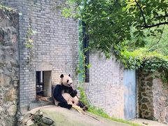 -都江堰中华大熊猫苑