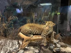 -陕西自然博物馆