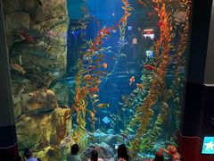 -瑞普利水族馆