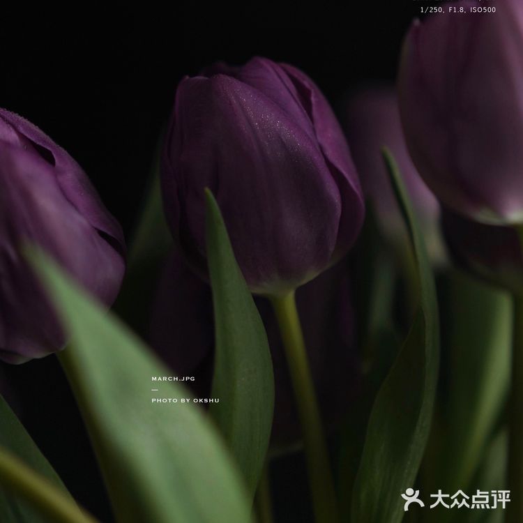 今日份花事 · 关于花的原图