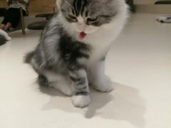 -飞行喵MR PILOT|猫舍·猫咖(静安大融城店)