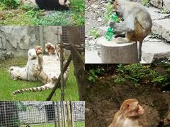 -黔灵山公园