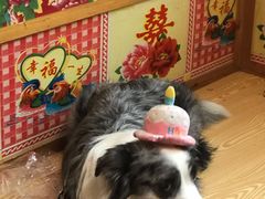 -宠福鑫康馨动物医院·骨科·眼科
