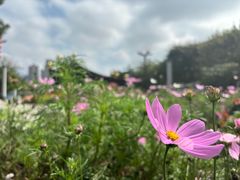 -文华公园(禅城区)