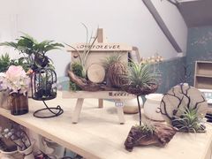 空气凤梨-ChaKo Flora ·茶子花艺 (市北店)
