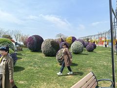 -荷兰花海