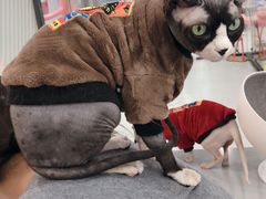 -糯米喵星人·撸猫猫舍咖啡馆(西市场嘉华店)