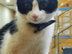 -瑞鹏宠物医院·爱宠堂·骨外专科(西荷分院)