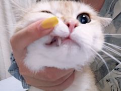 -Bastet sally猫舍购宠(静安店)