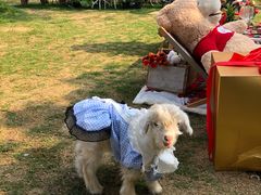 -HERRE·FARM 赫尔露营农场·团建聚会包场