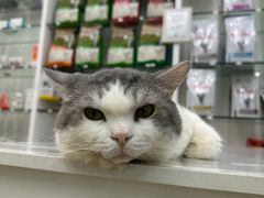 -瑞派动物医院·猫专科·至诚(江南中分院)