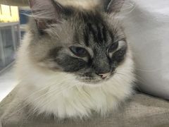 -喵的天空名猫咖啡馆·撸猫·猫舍·用品