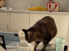 -关爱宠物医院·猫科中心·消化科(滨湖万达分院)