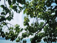 -湖畔居茶楼(湖滨店)
