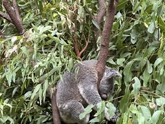 -可伦宾野生动物保护区