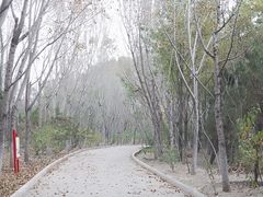 -塘沽森林公园