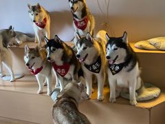 -Husky Go! 哈士奇体验馆·宠物咖啡厅狗咖