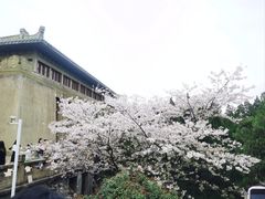 -武汉大学-樱园
