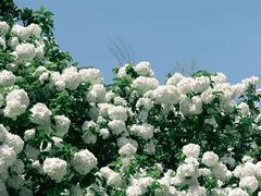 -上海滨江森林公园