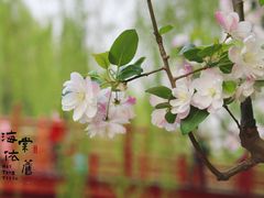-海棠花溪(元大都城垣遗址公园)