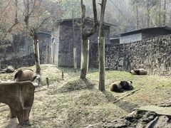-都江堰中华大熊猫苑