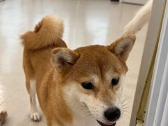 -共舞时光猫咖·狗咖(新街口店)