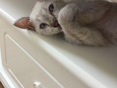 -艾贝尔宠物医院·狂犬免疫点(江山金象城店)