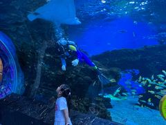 -海合安成都极地海洋公园