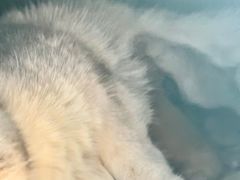 -贝利宠物医院·骨科·眼科·肿瘤转诊中心(南坪诊疗中心)