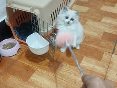 -小呆的宠物店·宠物售卖·宠物寄养(城西店)