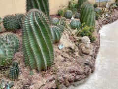 -正佳雨林生态植物园