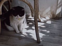 -海边的猫和咖啡馆