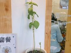 -呷贺盐酥鸡(抄纸巷店)