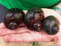 -华仔龙虾(永乐路总店)