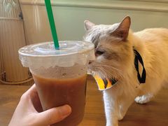 -楼上猫咖(罗湖店)