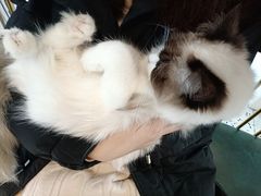 -喵喵咪呀布偶猫咖(春熙路店)