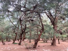 -北海金海湾红树林生态旅游区