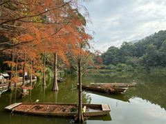 -深圳仙湖植物园